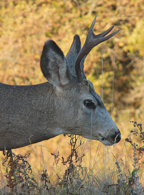 Mule Deer buck