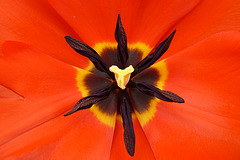 Keukenhof 2012 – Tulip, a view inside