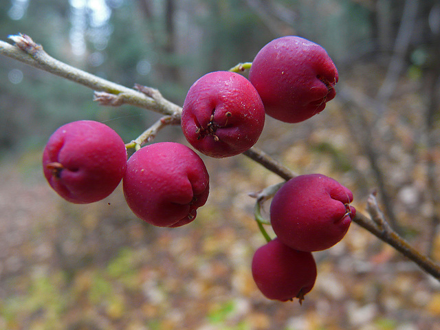 Colours of the forest