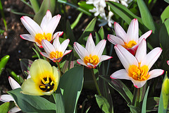 The Keukenhof – Crocus