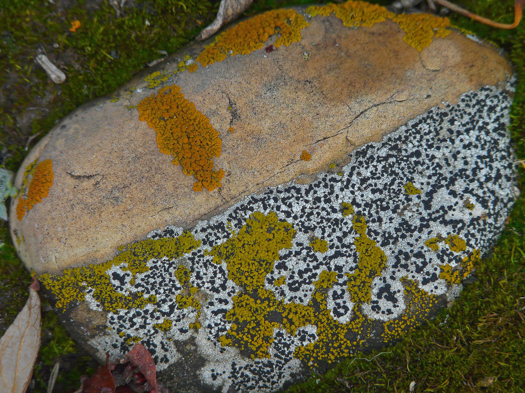Which Lichen do you like?