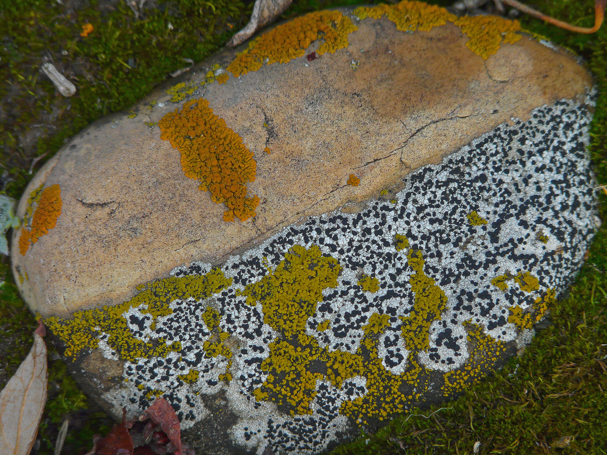 Which Lichen do you like?
