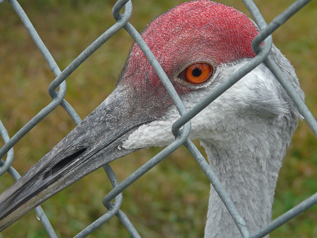 Sandhill Crane