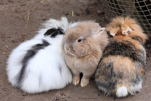 Kaninchen (Leintalzoo Schwaigern)