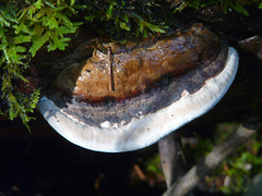 Fungus amongus