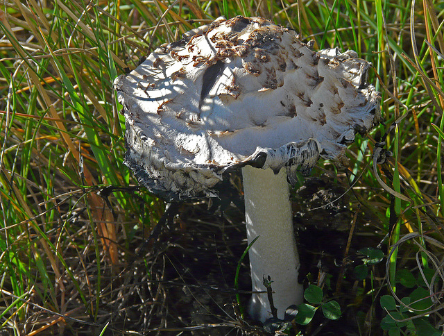 Ink Cap