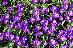 Keukenhof 2012 – Crocus