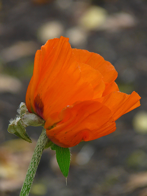 A welcome splash of colour