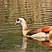 Egyptian Goose