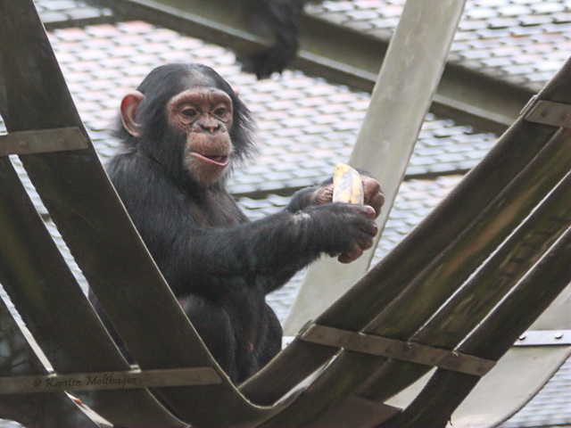 Schimpansenkind (Leintalzoo Schwaigern)