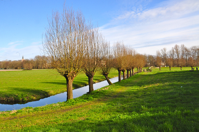 Knotted Willows