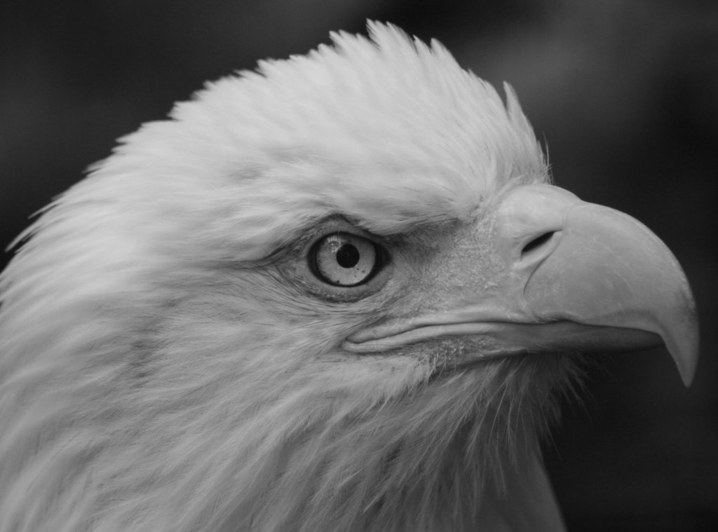 American Bald Eagle