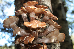Mushrooms and bokeh