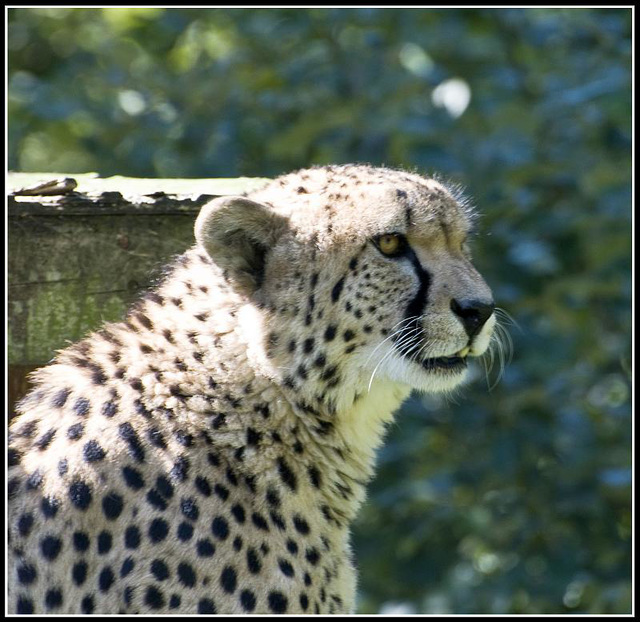 Cheetah - Marwell Zoo