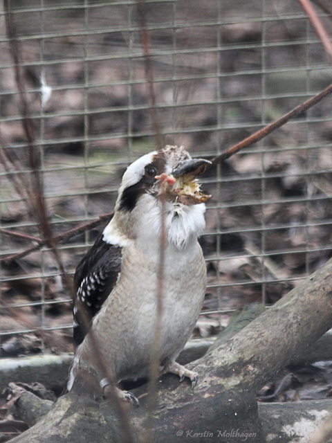 Und vom ganzen Hühnerschmaus ... (Leintalzoo Schwaigern)