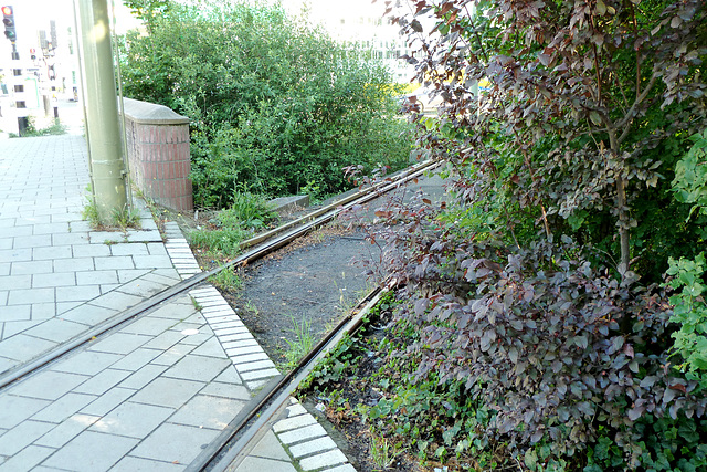 Tram track into the jungle