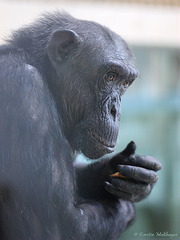 Schimpanse (Leintalzoo Schwaigern)