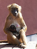 Sphinx-Paviane: Mutter und Kind (Tiergarten Nürnberg)