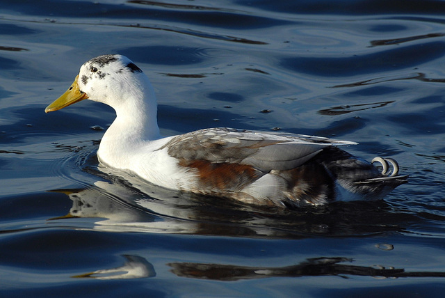 Mystery Duck!