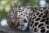 Sleeping Leopard - Marwell Zoo