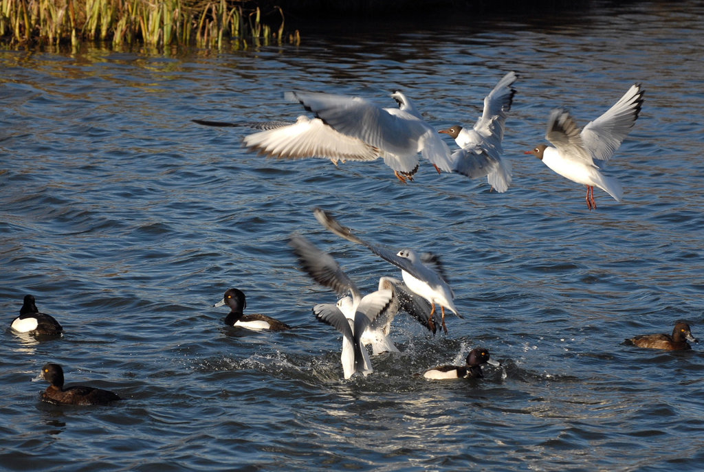 Dive bombers!