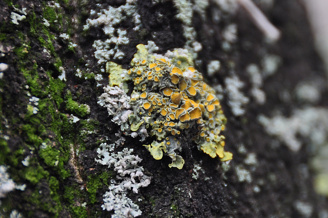 Lichen