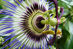 Passion Flower