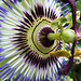 Passion Flower