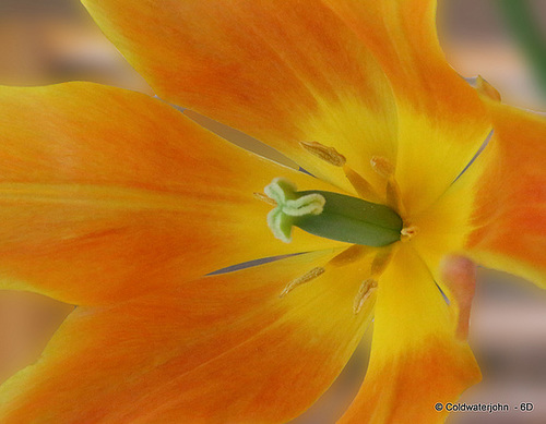 Tulip gynoecium and androecium