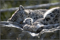 Sleeping Snow Leopard - Marwell Zoo