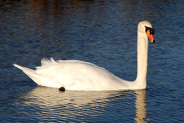 Kingswood Swan