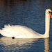 Kingswood Swan