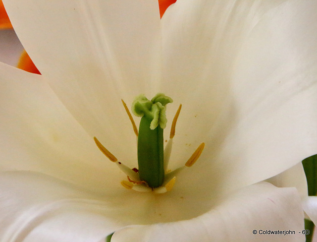 Tulip gynoecium and androecium