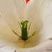 Tulip gynoecium and androecium
