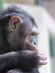 Schimpansenprofil (Leintalzoo Schwaigern)