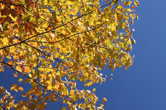 Yellow foliage