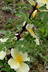 Rosa hugonis