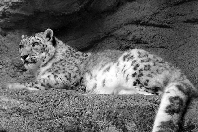 Snow leopard