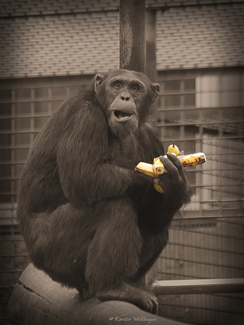 Hey, ich ess' grad! (Leintalzoo Schwaigern)