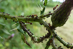France 2012 – Ant farm