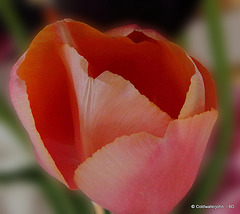 Tulip  petal detail