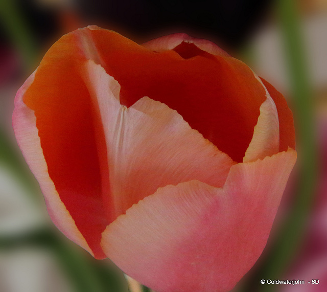 Tulip  petal detail