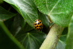 Ladybird