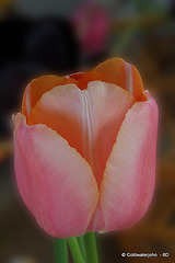 Tulip Petal detail