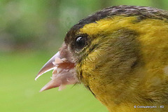 So how many eyelashes does a siskin have?