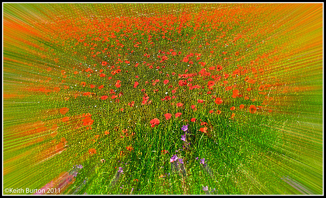 Poppies.........abstract