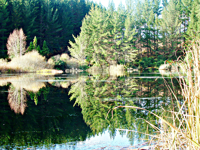 Reflections in Lake Maraetai