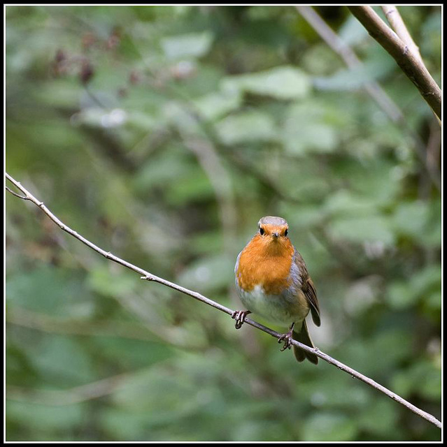 Robin