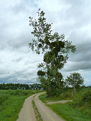 France 2012 – Tree with mistletoe