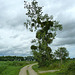France 2012 – Tree with mistletoe